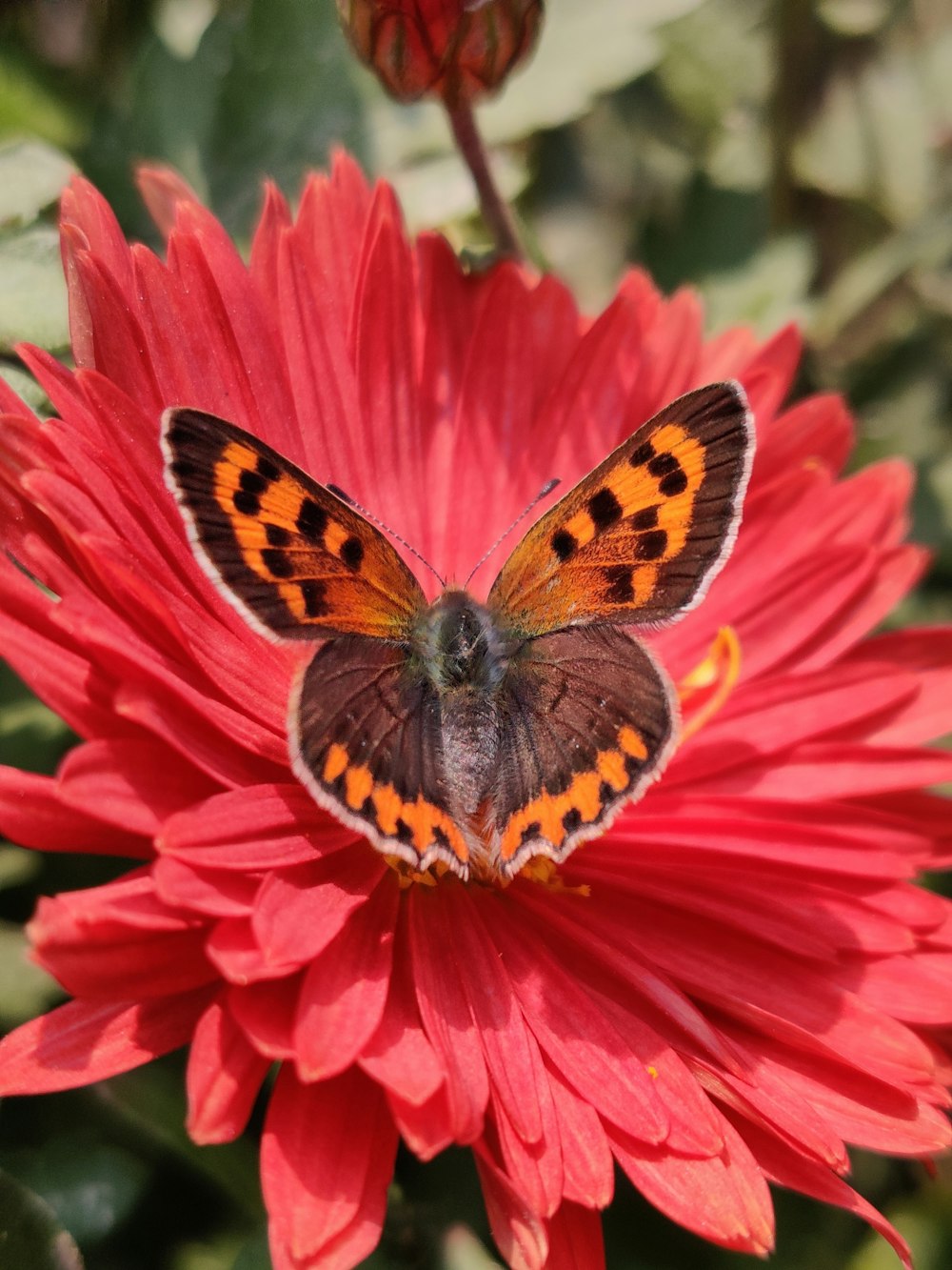 a butterfly sitting on top of a red flower