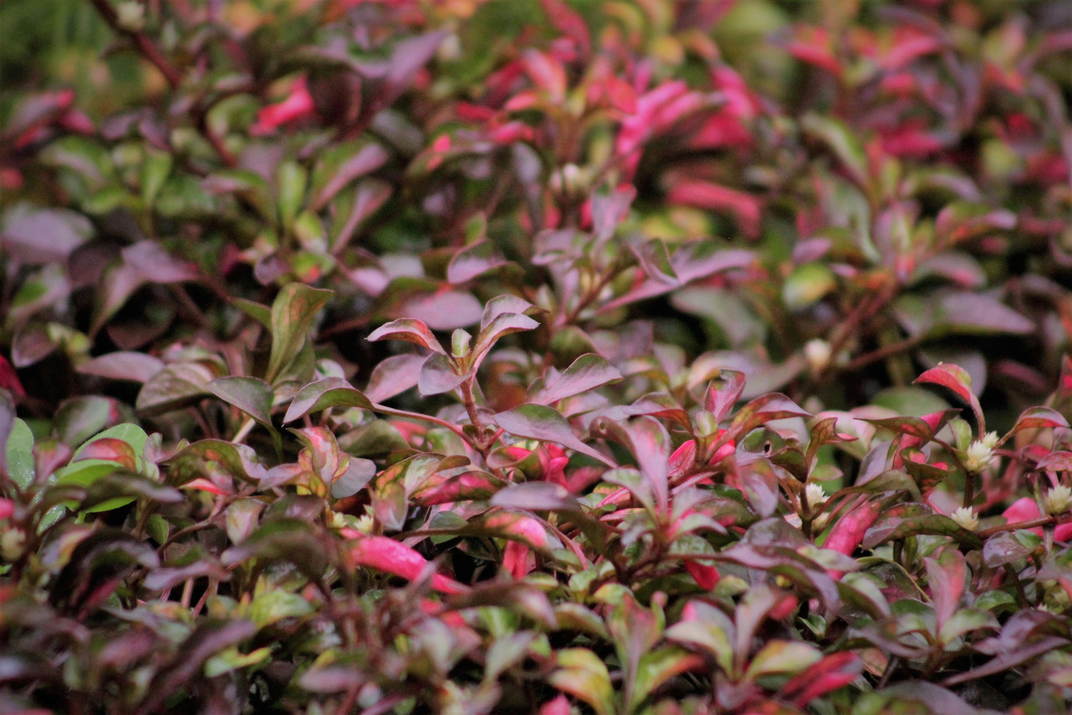 Photo by ricky_fajar_wisnu_adiputra