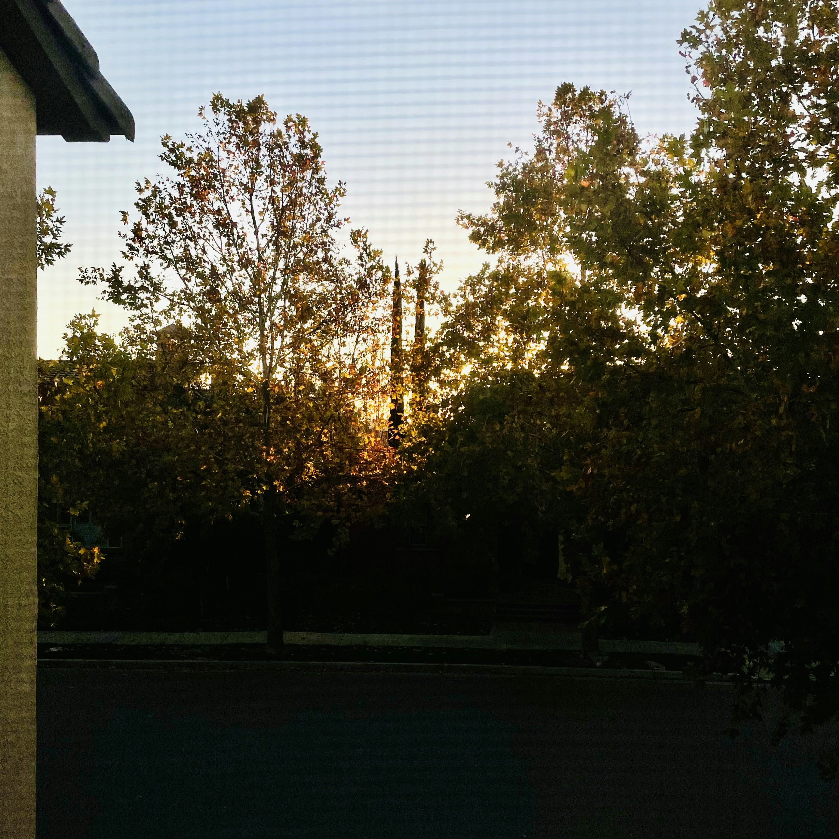 a view of trees through a mesh fence