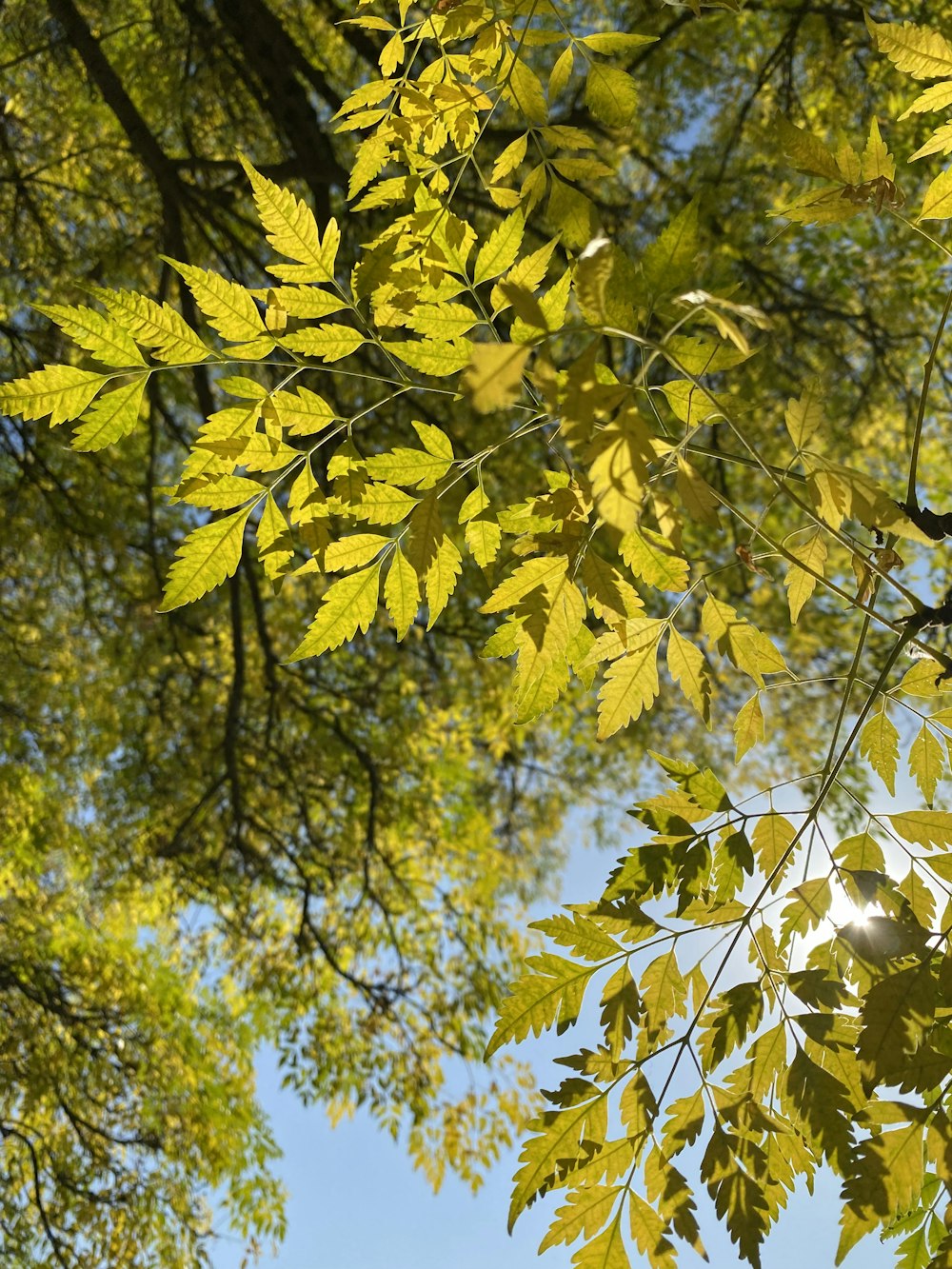 the leaves of a tree are yellow and green