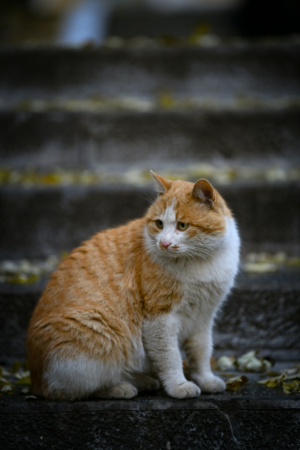 an orange and white cat sitting on steps