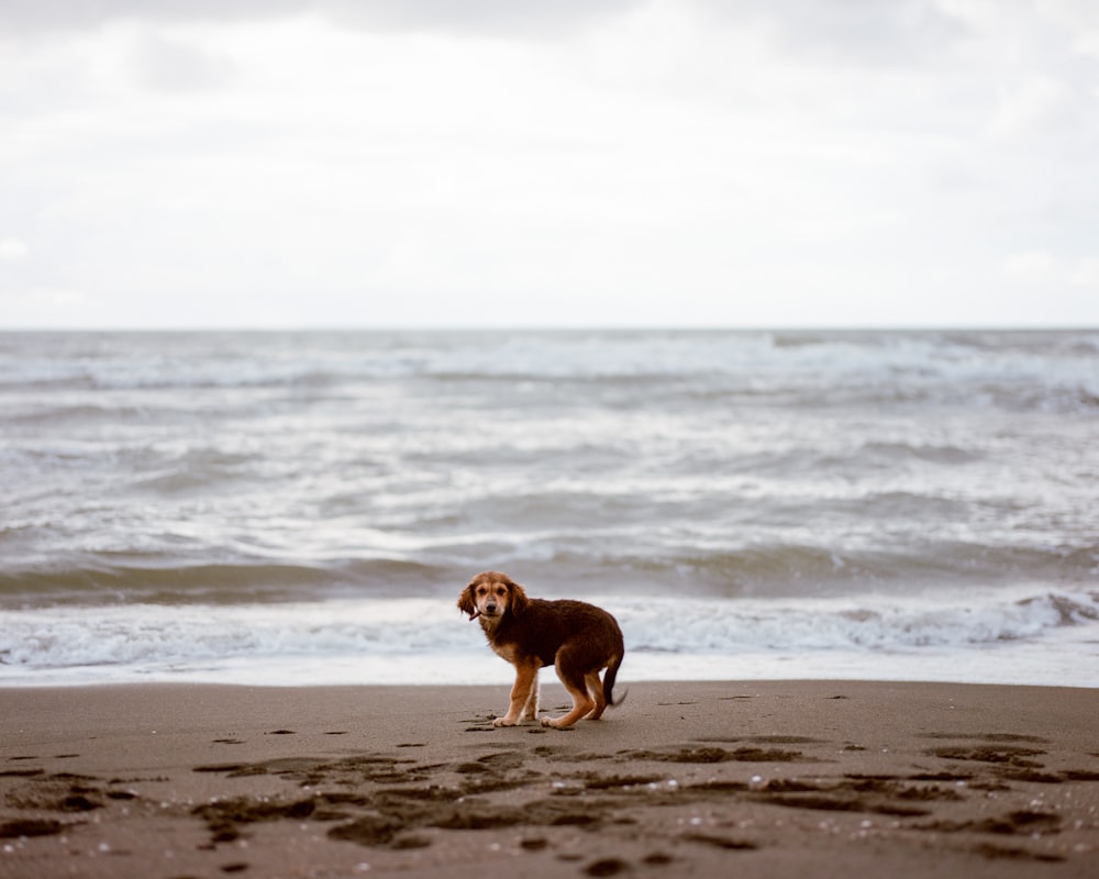 Ein Hund steht an einem Strand am Meer