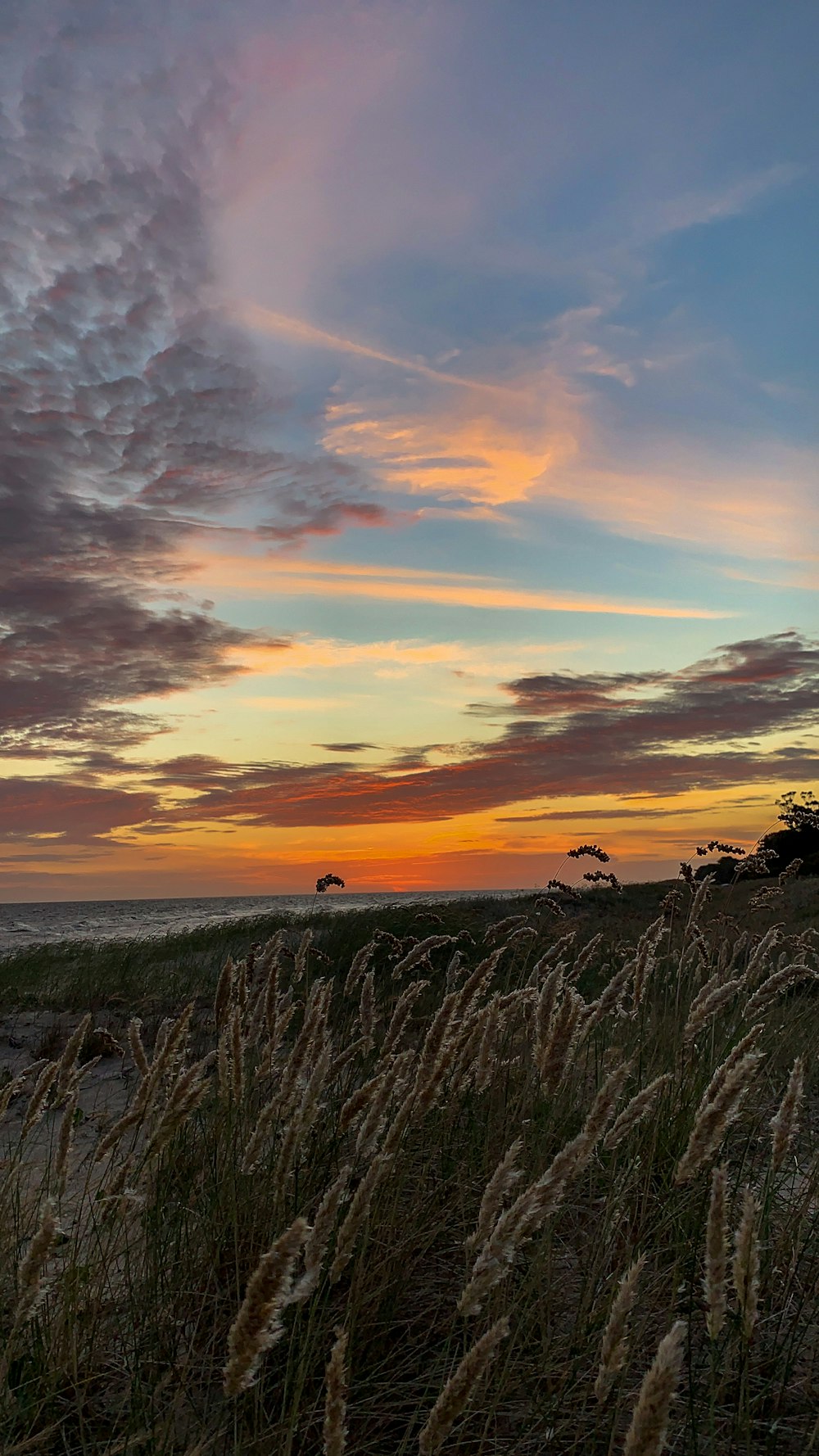 the sun is setting over the beach with tall grass