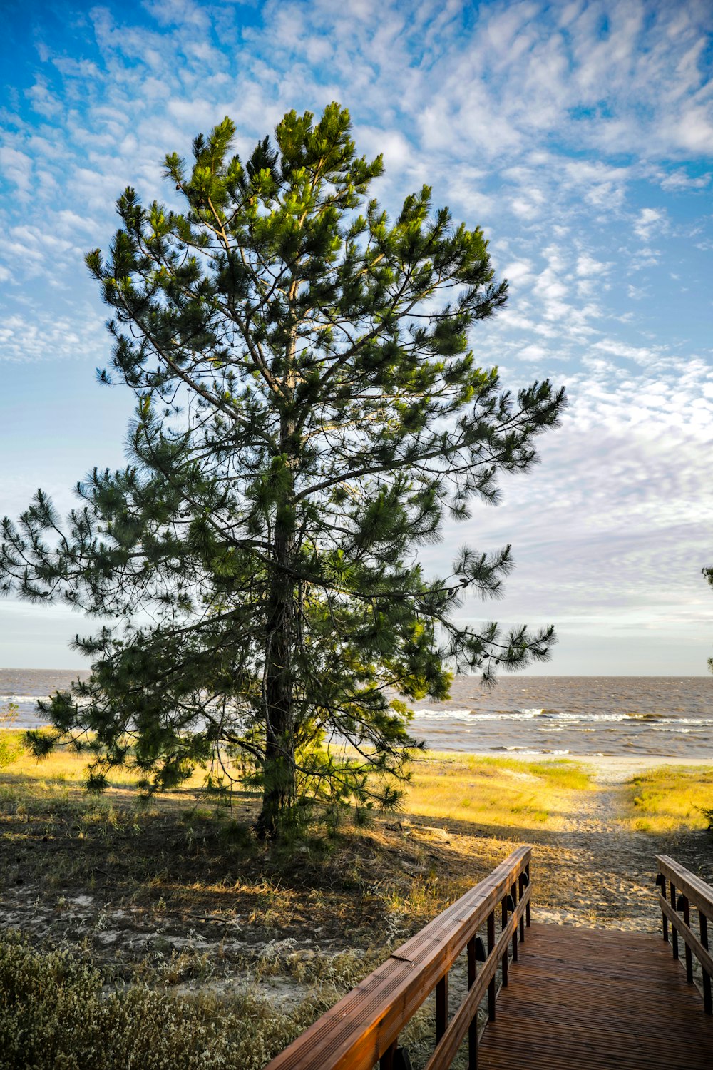 a wooden walkway leading to a large pine tree