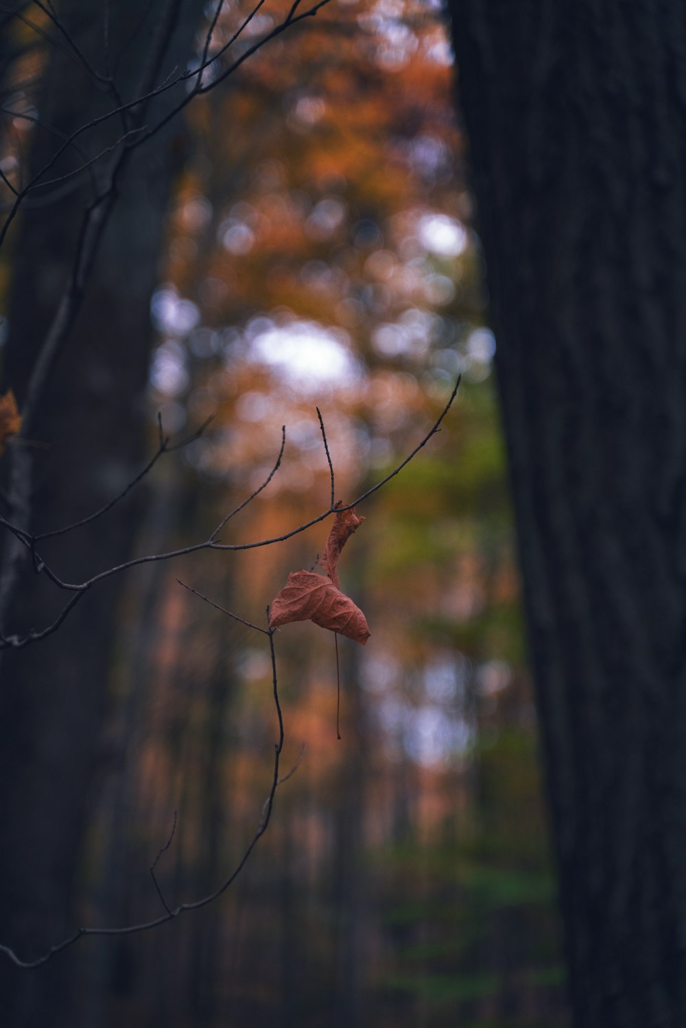 a leaf hanging from a tree in a forest