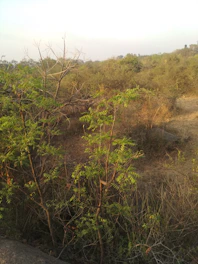 Volunteers planting native shrubs in a sunlit barren landscape.