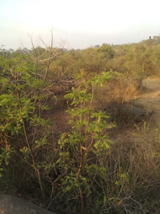 Volunteers planting native shrubs in a sunny barren landscape.