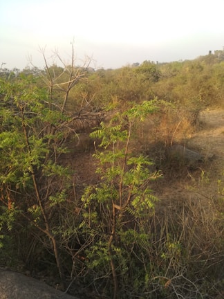 Wide view of restored dryland with patches of green shrubs and trees against the arid landscape