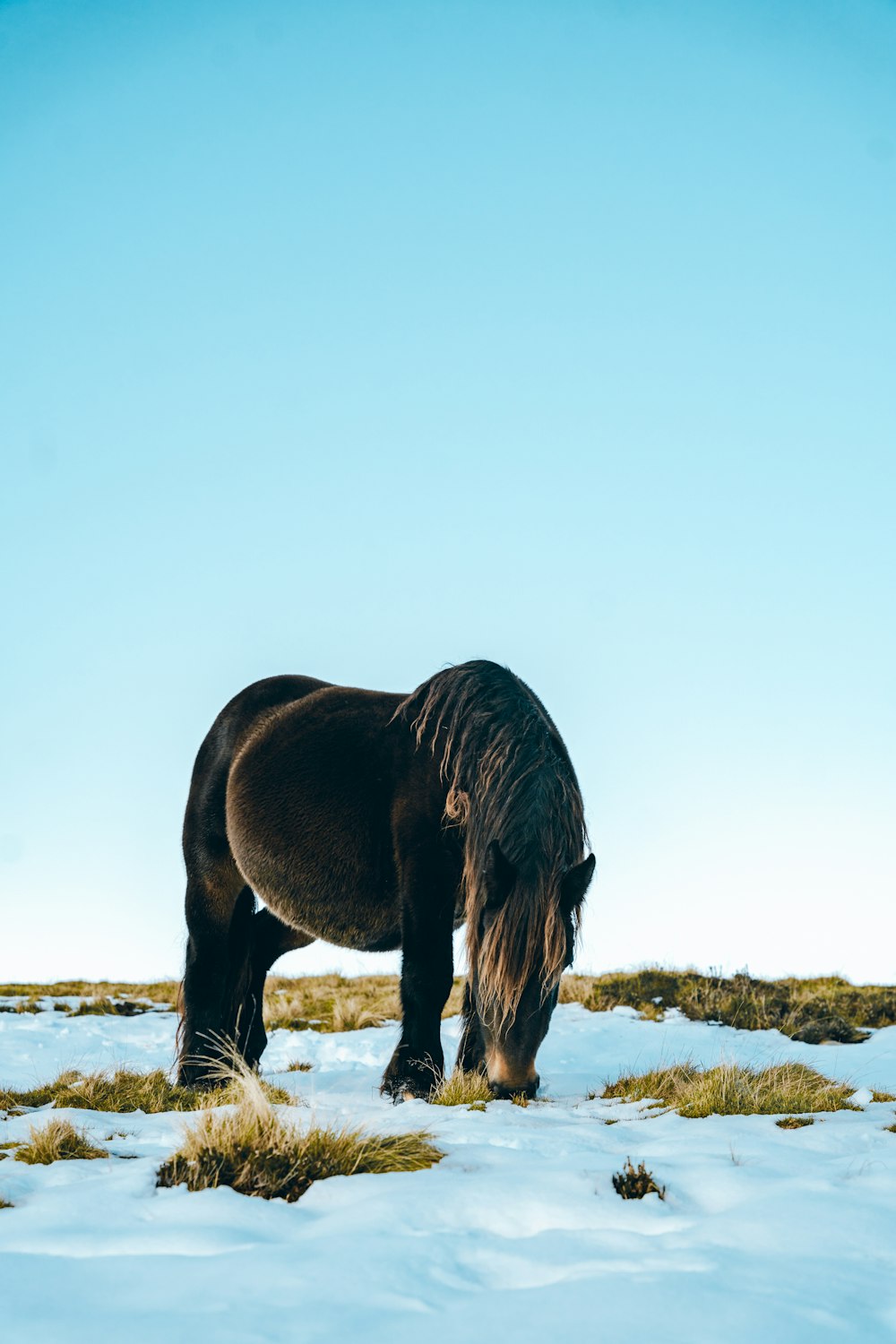 a brown horse standing on top of a snow covered field