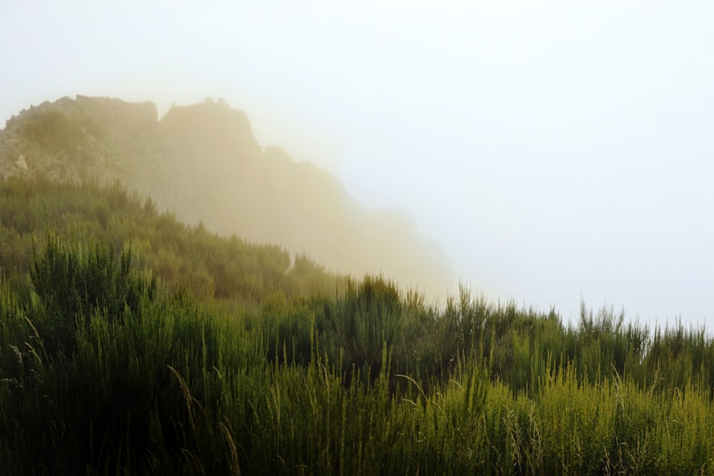 a foggy hillside with tall grass and trees