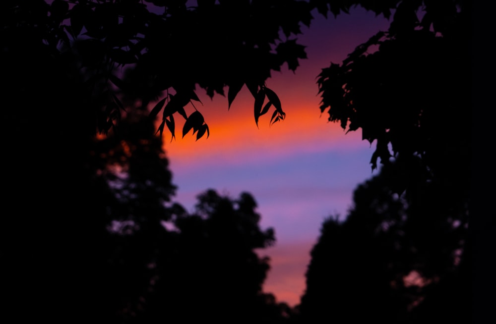 a sunset seen through the branches of a tree