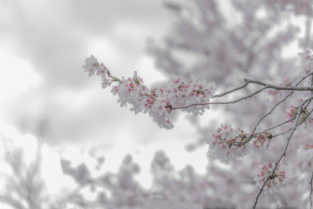 a blurry photo of a tree with pink flowers