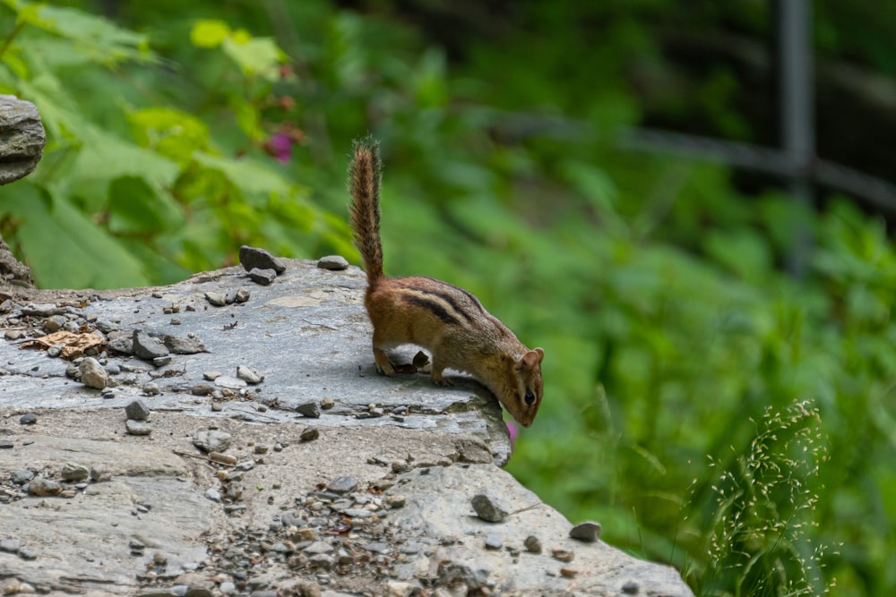 a squirrel is standing on top of a rock