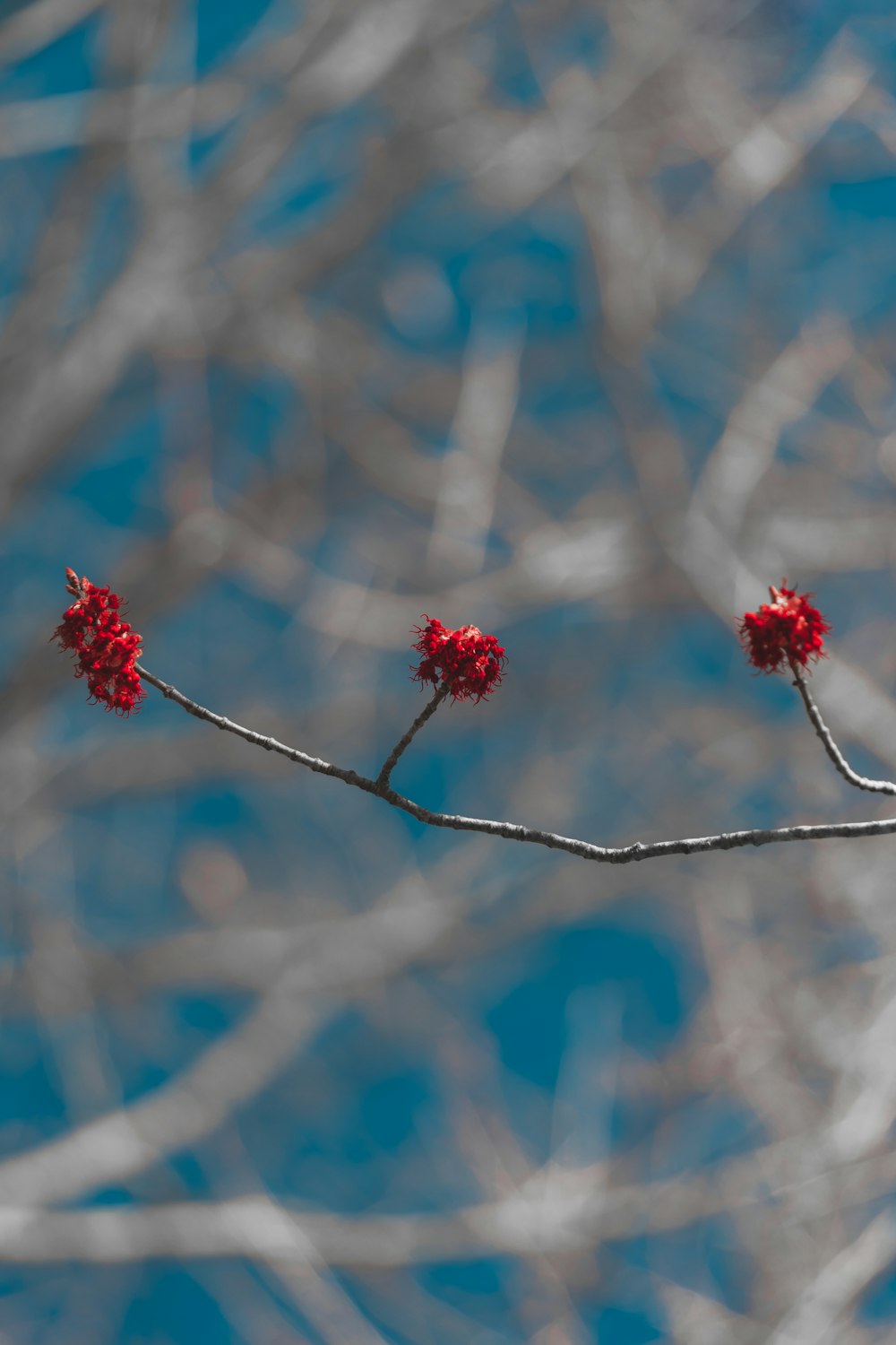a branch with red flowers in front of a blue sky