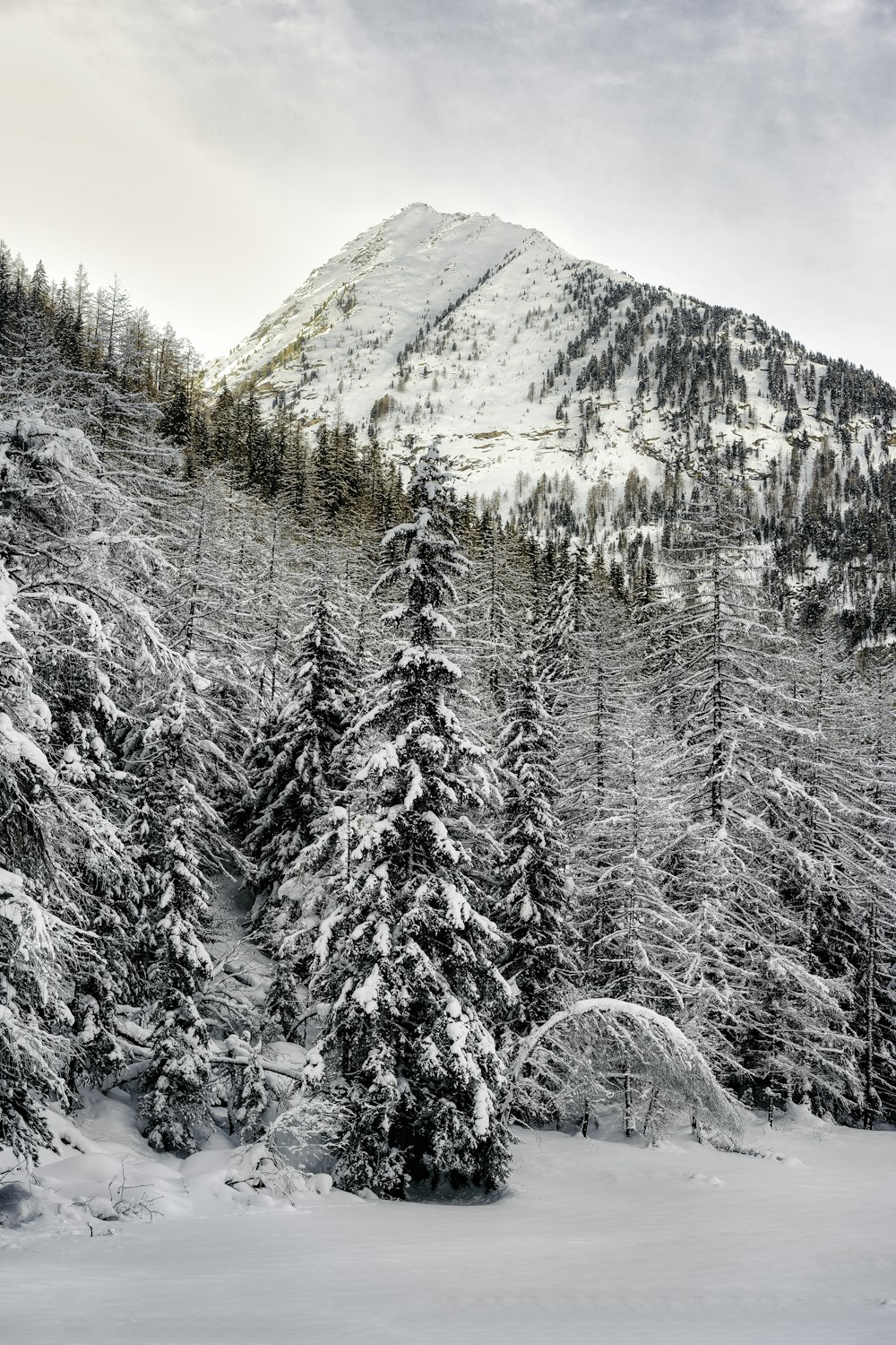 a snow covered mountain with trees in the foreground