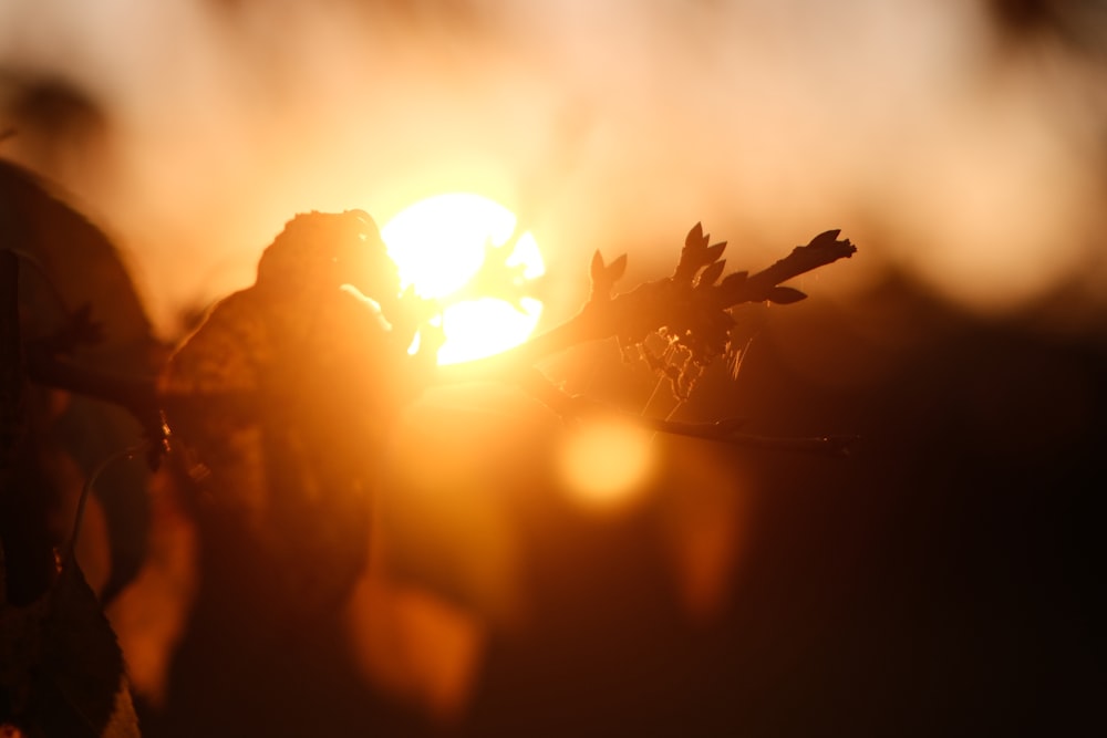 a close up of a plant with the sun in the background