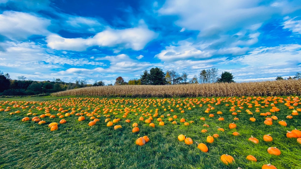 a field full of pumpkins under a cloudy blue sky