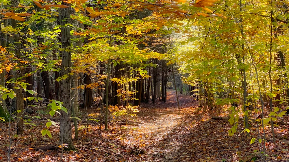 a dirt road in the middle of a forest