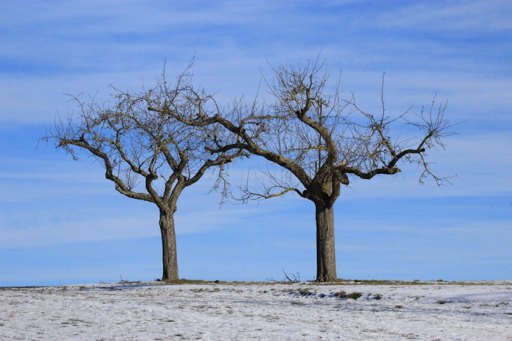 a couple of trees that are standing in the snow