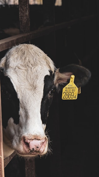 A veterinarian performing a bovine reproductive ultrasound on a farm.
