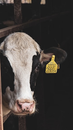 A close-up of a black and white cow's head. The cow has a yellow ear tag with identification number 28694. It appears to be standing inside a dark barn or stable.