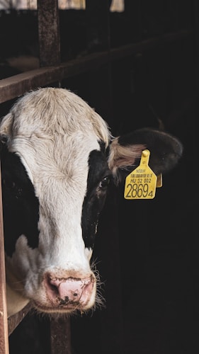 A close-up of a black and white cow's head. The cow has a yellow ear tag with identification number 28694. It appears to be standing inside a dark barn or stable.