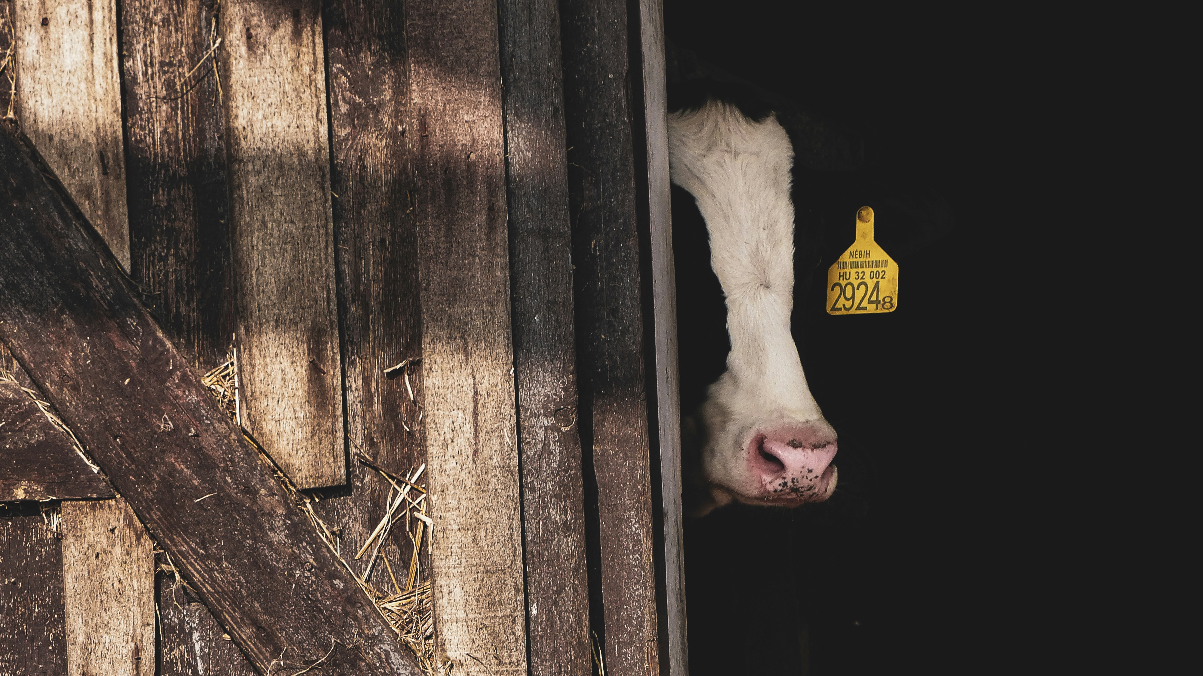 Week 3: Precision Livestock Farming