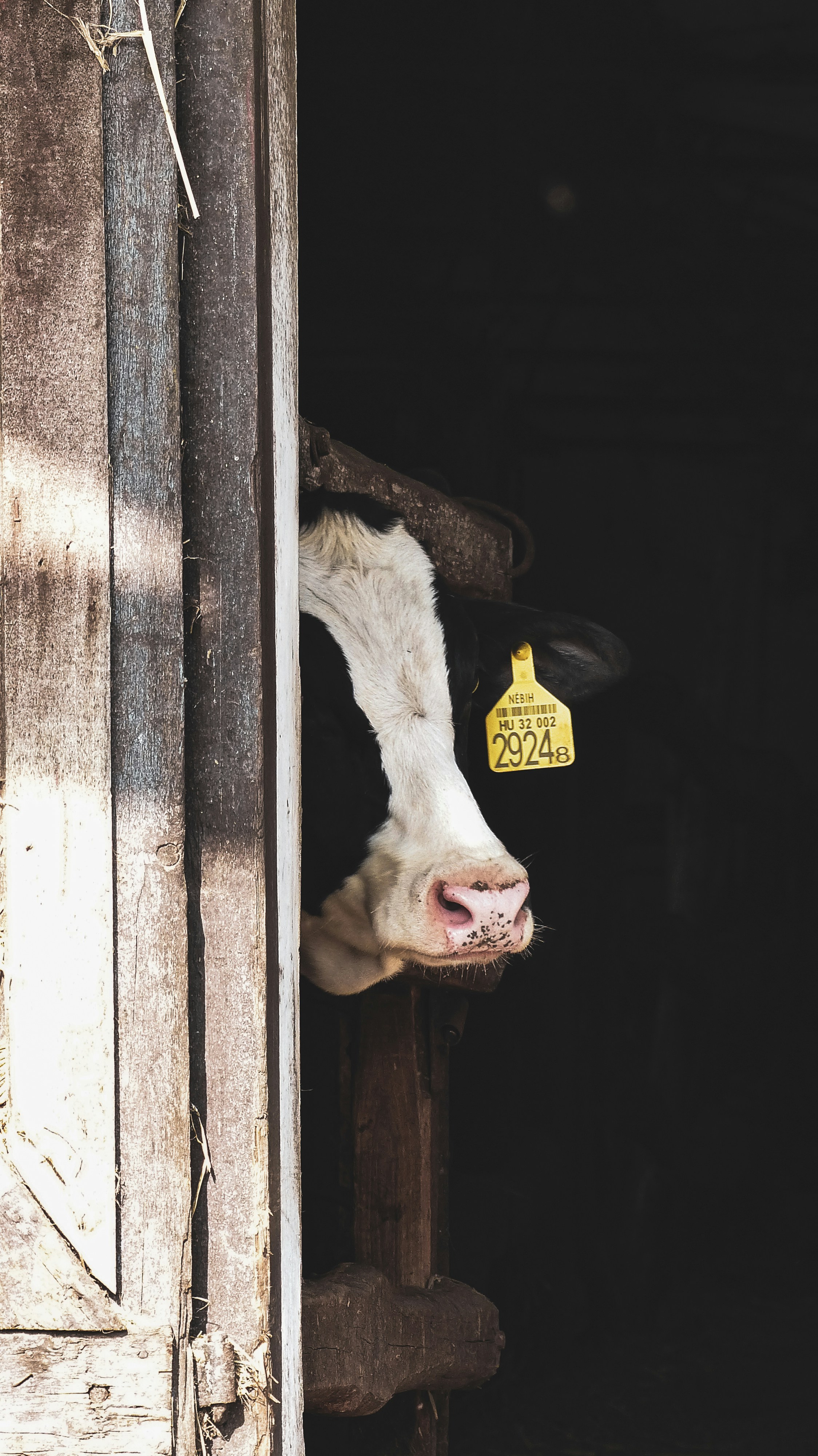 a cow sticking its head out of a barn