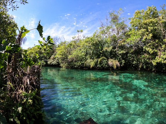 A lush, tropical landscape featuring a clear, turquoise body of water surrounded by dense greenery. The foliage includes various types of trees and plants, with the vibrant blue sky visible above.