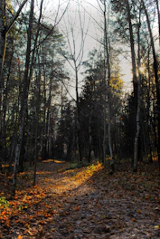 A warm, illustrated scene of a child walking along a golden chestnut tree path under a canopy of glowing leaves.