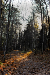 A golden sunset casting long shadows over a quiet forest path lined with fallen leaves.