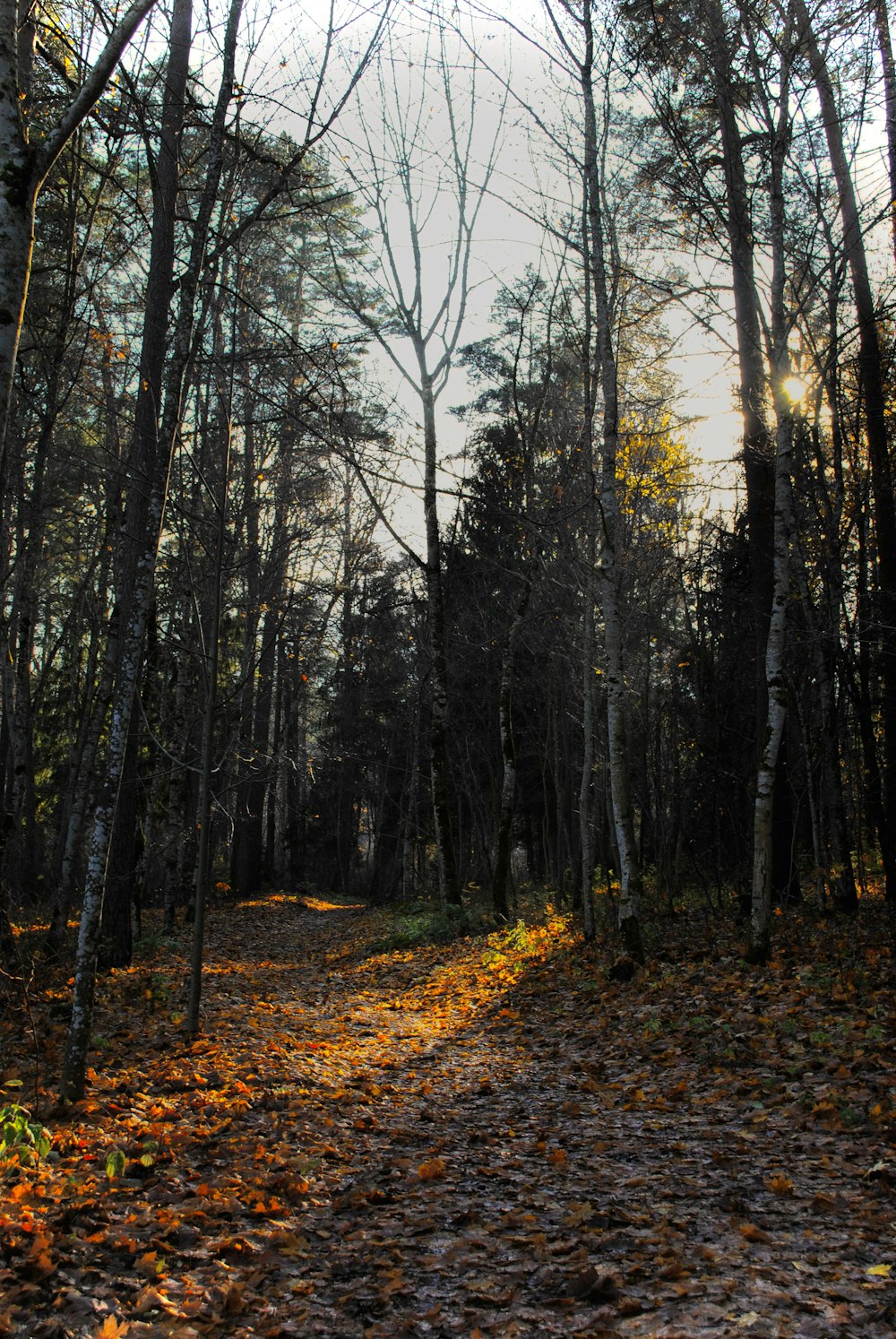 a dirt road surrounded by trees and leaves