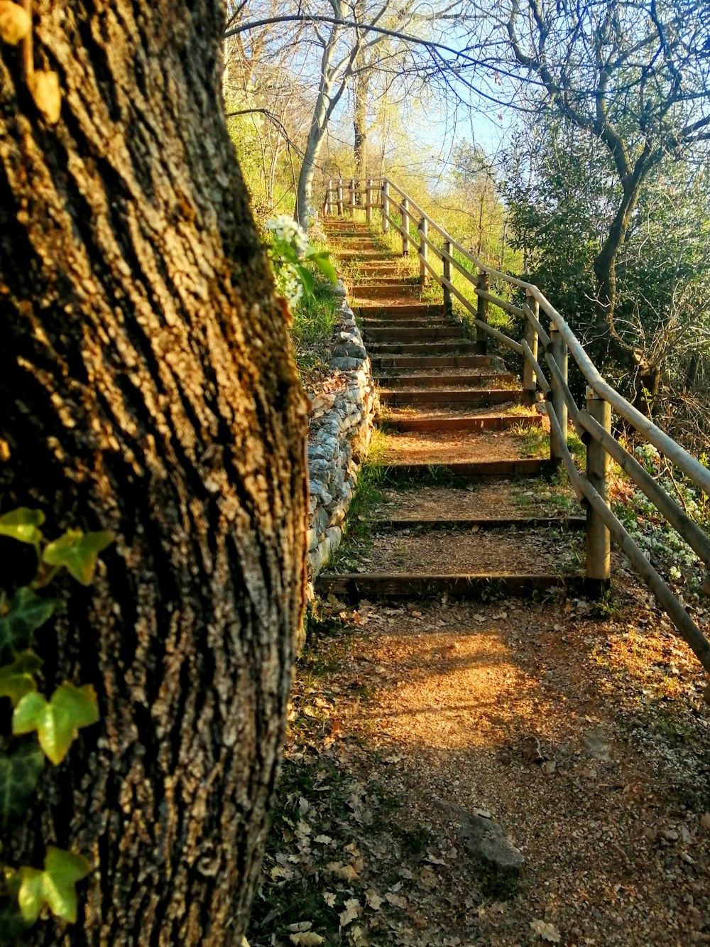 a set of stairs leading up to a tree