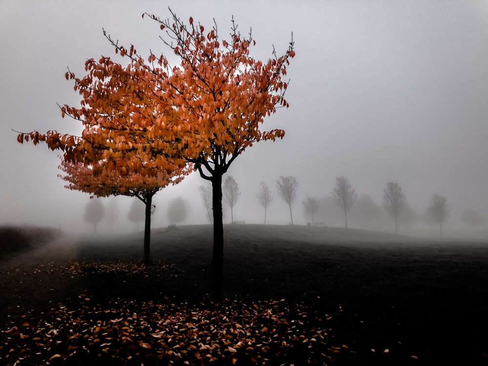 a foggy field with trees and leaves in the foreground