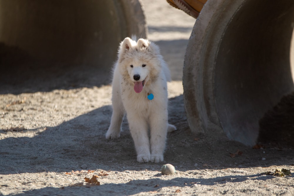 a white dog standing next to a large pipe