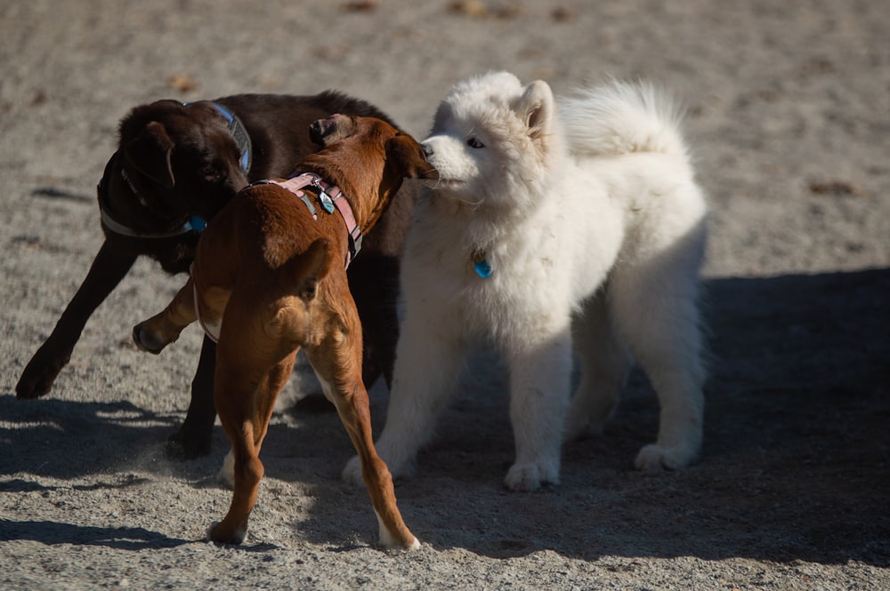 a couple of dogs standing next to each other