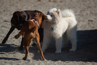Two dogs standing close together at a calm on-leash greeting