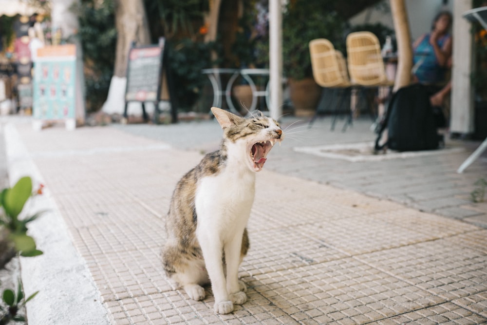 a cat yawns while standing on a sidewalk