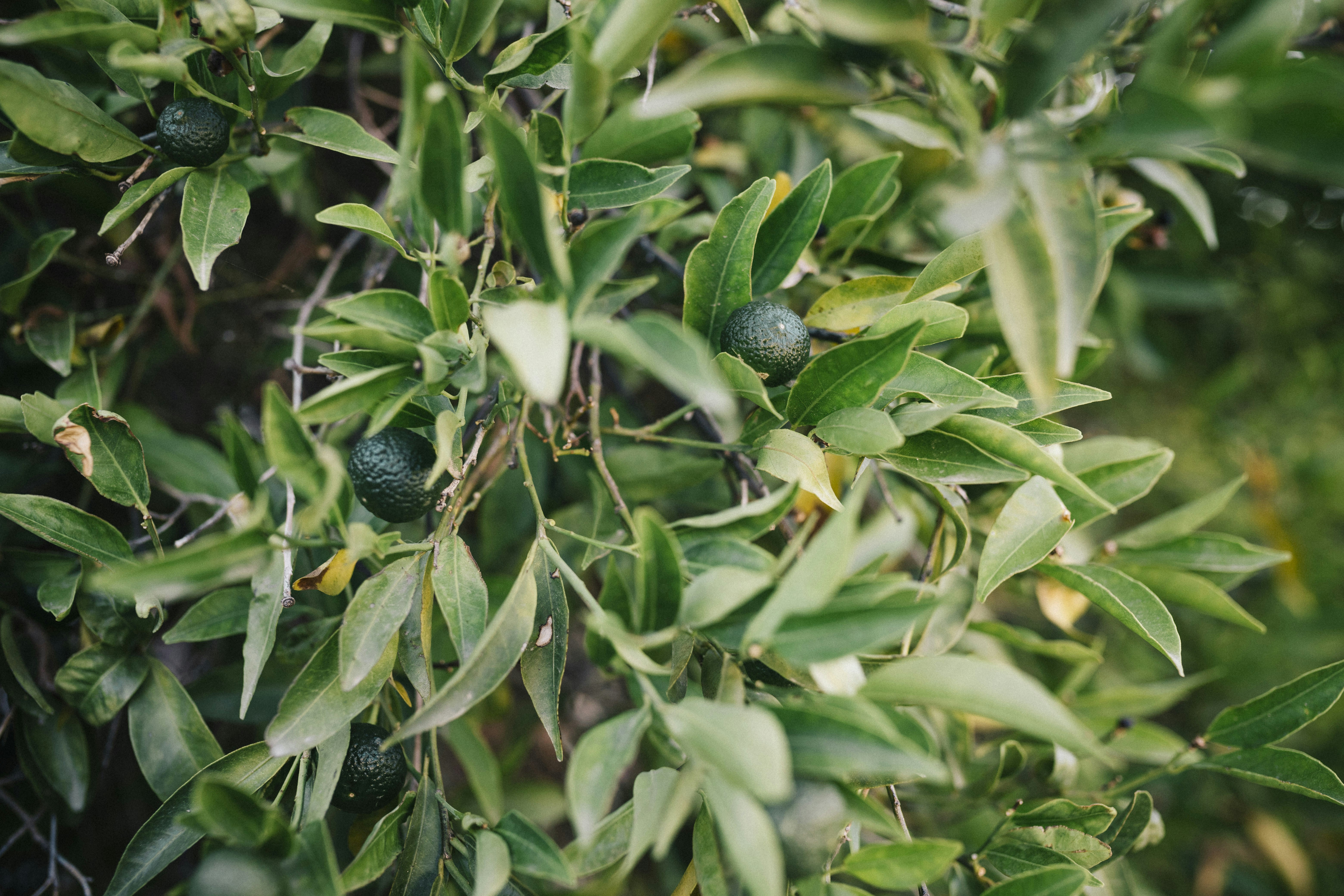 Gaziantep Bölgesinde Zeytin Hasadı Başladı, Ekonomik Önemi Ön Planda - Gündem haberi görseli