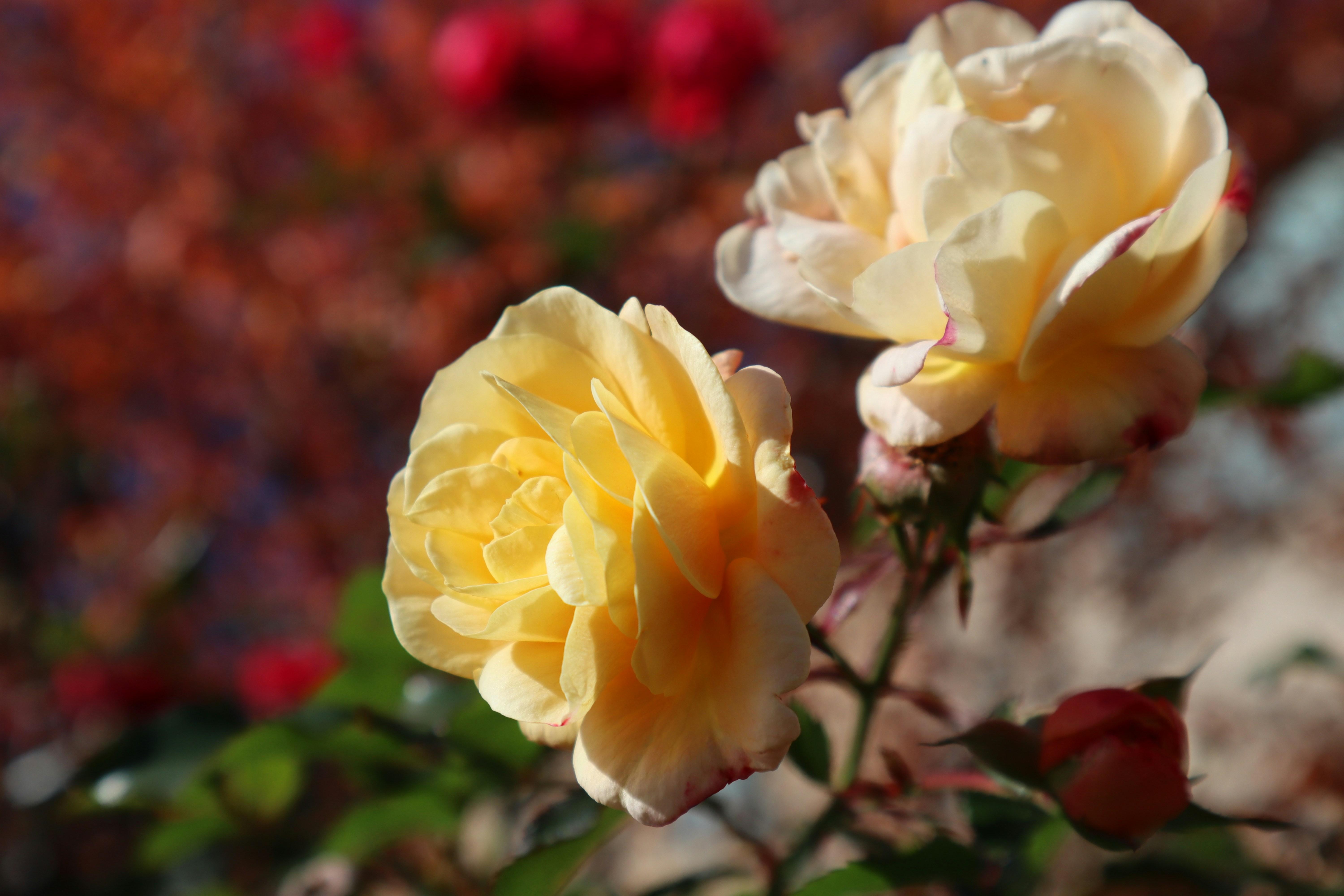 Photo by channel82_fvinc