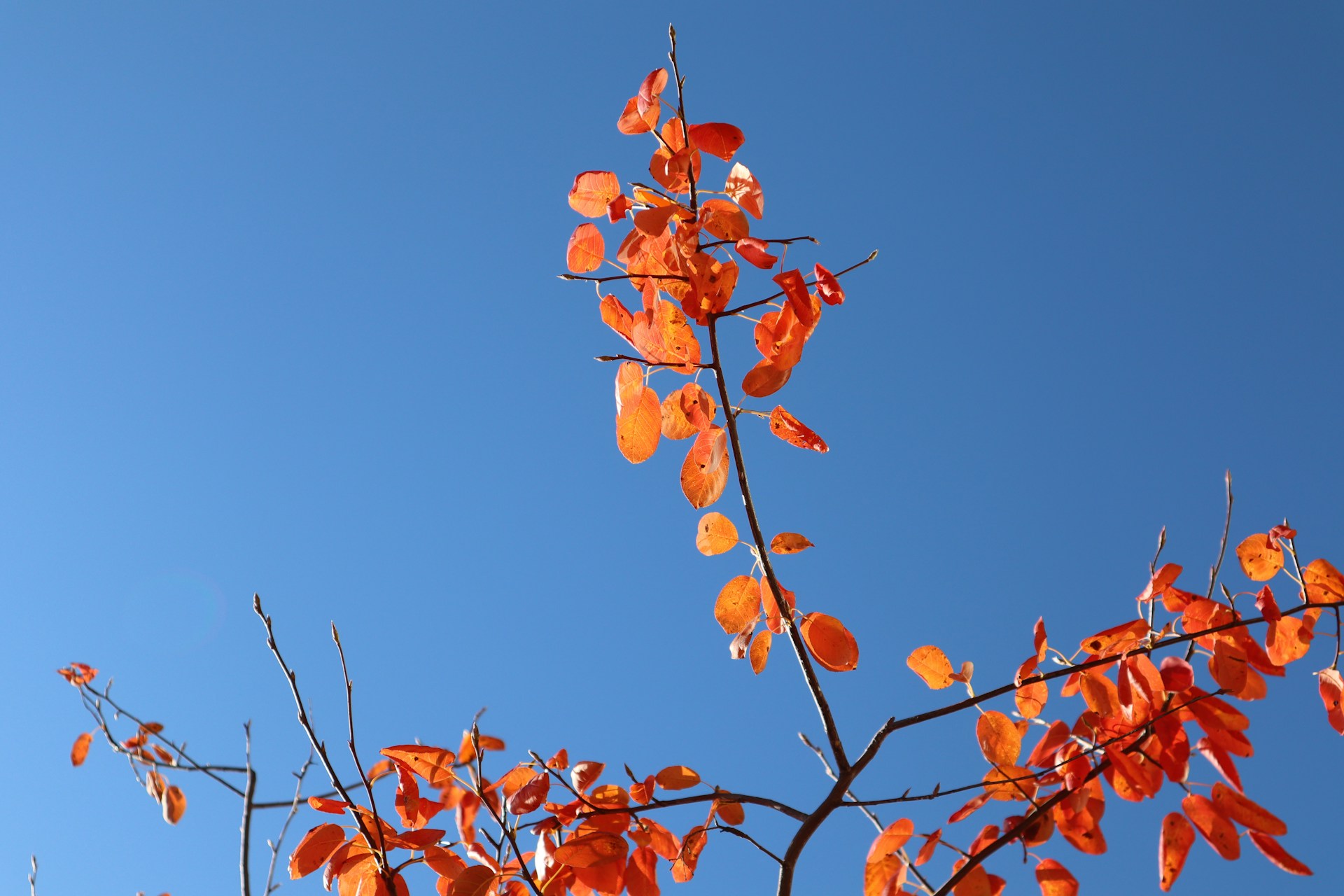 a tree with orange leaves against a blue sky