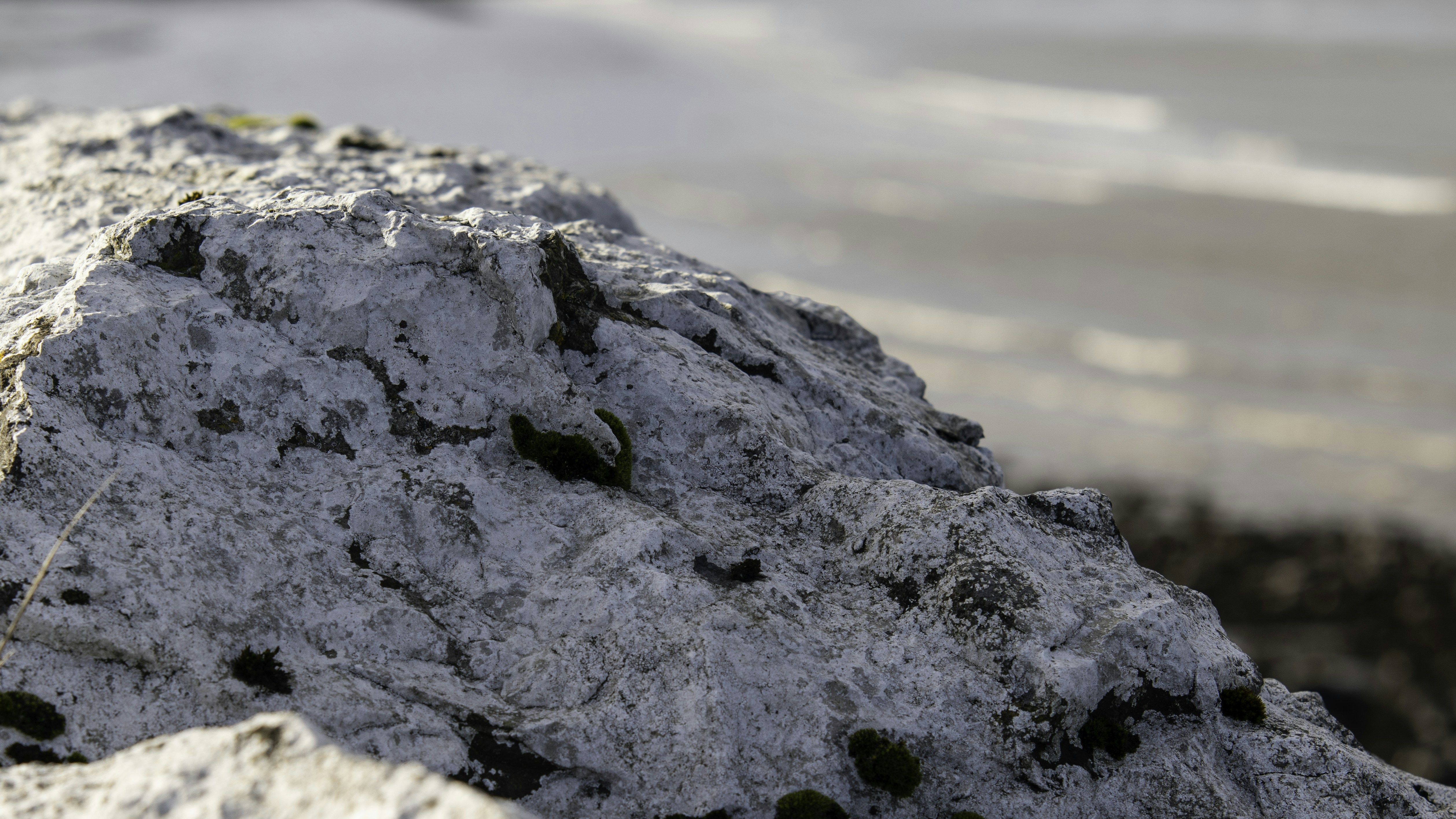 a close up of a rock with moss growing on it, Macro of white, painted stone in coastal flooding strengthening