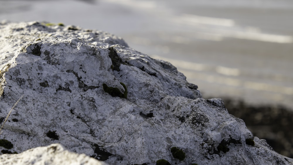 a close up of a rock with moss growing on it