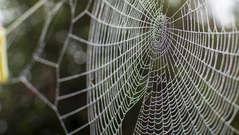 a close up of a spider web on a tree