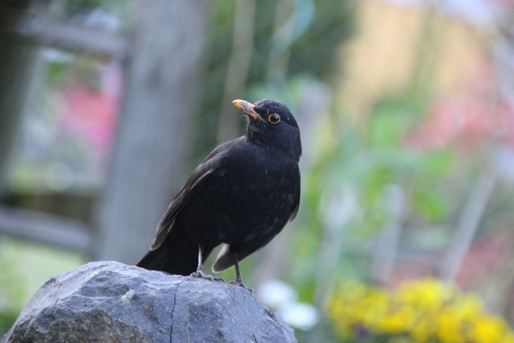 a black bird sitting on top of a rock