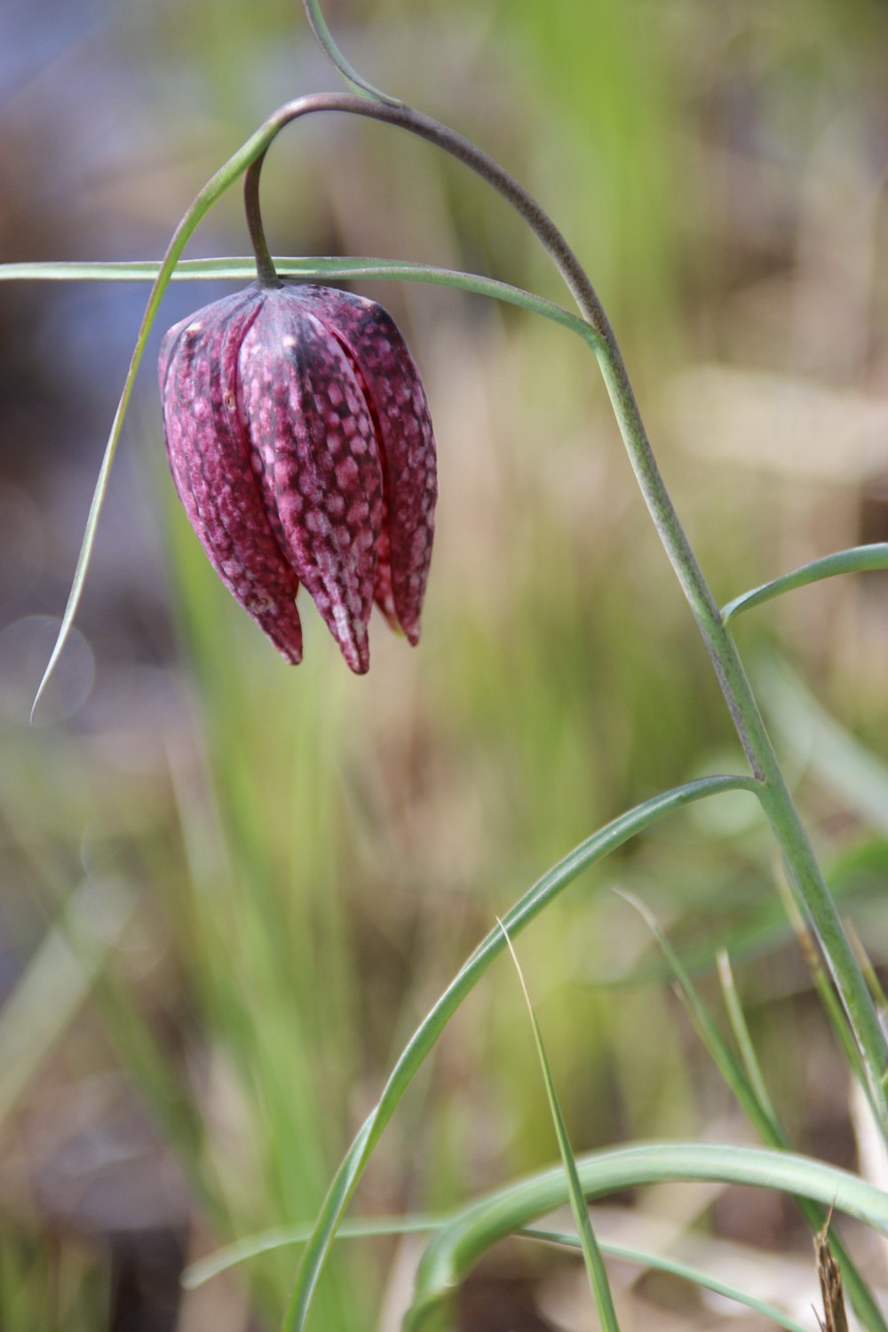 a close up of a flower with a blurry background