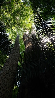 looking up at a tall tree in a forest