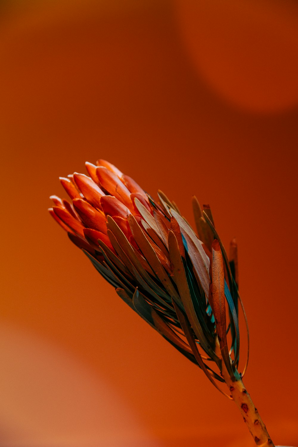 a close up of a flower