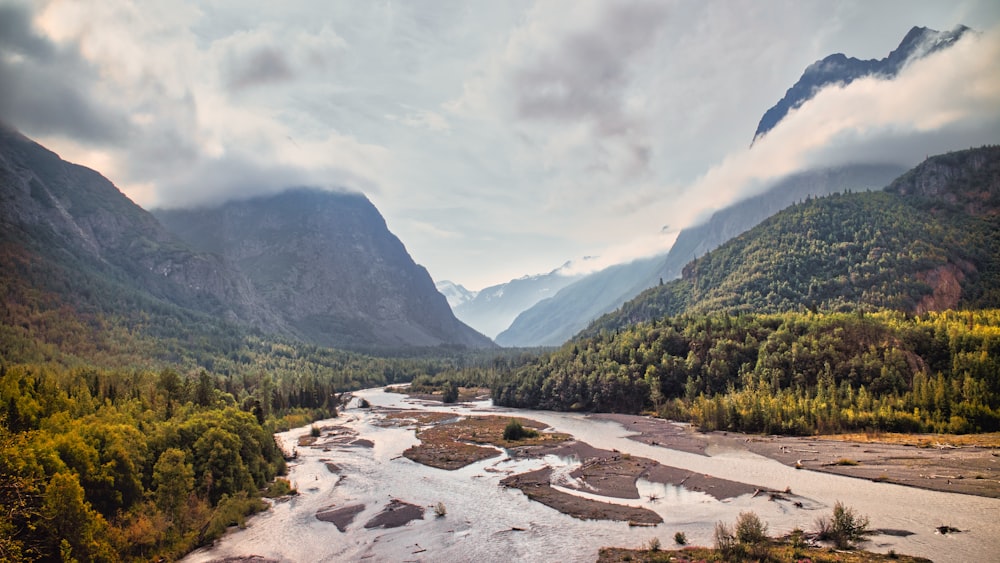 a river running through a lush green forest