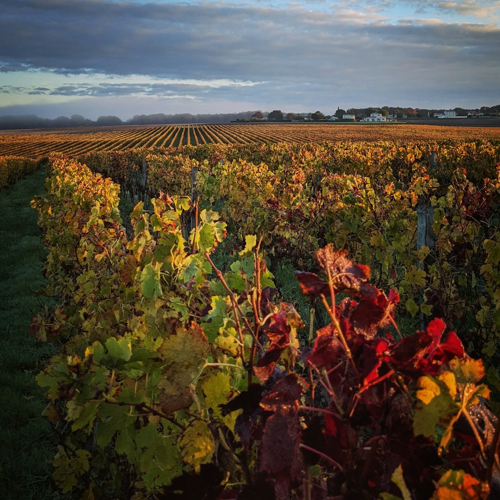 a large field of green and red leaves